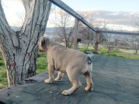 Blue Fawn Sable Dünyalar güzeli french bulldog