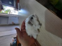 Peruvan ginepig yavrularımız