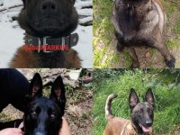 Şecereli Malinois Köpekler