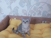 SİLVER TABBY YAVRULARIMIZ BRİTİSH SHORTHAİR