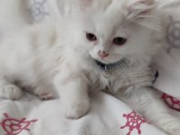British longhair erkek