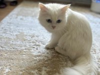 KEDİMİZİ SAHİPLENDİRME