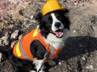 Evinizin neşesi Border Collie her yere kapıda ödeme