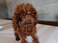 Kore erkek poodle