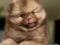 Dişi mavi göz teddy bear garantili yavru pomeranian
