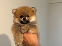 POMERANIAN BOO AYI SURAT