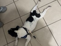 6 AYLIK FRENCH BULLDOG