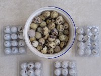 KULUÇKALIK BILDIRCIN YUMURTASI