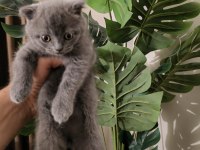 Chinchilla Yavru Kedimiz