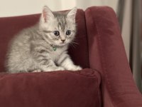 1,5 aylık 1 erkek ve 1 dişi british shorthair yavru