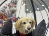 Ücretsiz Rus Finosu Terrier Köpeğime Aile Arıyorum