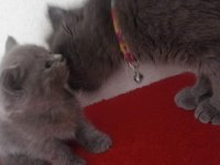 Teslime hazır bebek kedilerim
