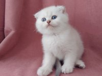 Teslime hazır dişi british shorthair yavrumuz