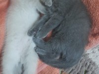Dişi erkek mevcut british shorthair