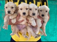 Golden retriever yeni doğan yavrular