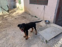 Safkan rottweiler erkek