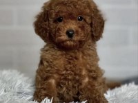 Toy Poodle Bakımlı