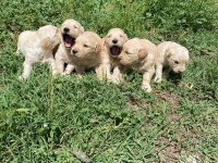 Golden retriever yeni doğan yavrular