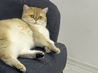 British shorthair kedisi