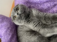 Dişi Scottish fold