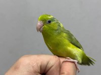 Forpus Yavru Papağanlarımız Gönderim Sağlanır