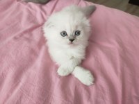Longhair Scottish fold