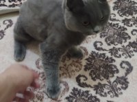 Akıllı ve sevimli british shorthair