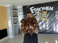 yılın en iyisi ret brown toy poodle özel ırk arayanlara 