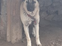 SAFKAN SİVAS KANGALI