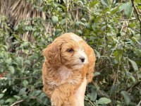 Sevimli Maltipoo Yavrumuz