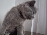 2.5 Aylık Erkek British Shorthair