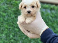 Sağlık Garantili Maltipoo Yavrular
