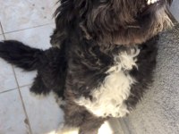 black russian terrier