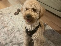 10 Aylık Poodle Sahibim Olurmusun