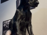 Simsiyah egzotik doberman bebekler