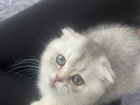 Yavru dişi eğitimli aşılı karneli Scottish fold