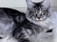Dev maine coon dişi ns22
