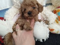Sizi bekleyen toy poodle afacanlar