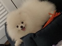 4 Aylık Saf Irk Erkek Pomeranian Boo