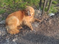 anne köpeğimiz ve iki kızına ömürlük yuva arıyorum