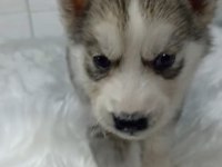 Husky yavrularımız