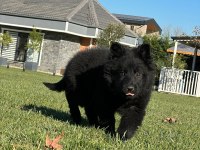 SOLİD BLACK ALMAN ÇOBAN KÖPEĞİ YAVRULARI ISTANBUL