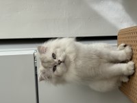 British Longhair kedisi