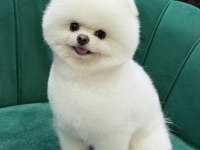 Ayı surat teddy boo yavrular