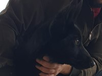 Irkının en iyisi siyah kurt köpeği
