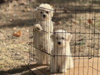 SIFIR NUMARA MALTESE BEBEKLER