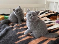 Brıtısh Shorthair Ayı Surat Yavrularım
