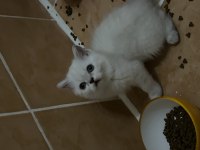İki aylık british shorthair yavrularım sahiplendirecektir