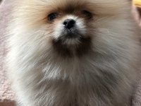 Sağlık Ve Irk Garantili Pomeranian Yavrularımız