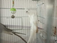 KAMPANYALI ALBİNO - GREY SULTAN PAPAĞANLARI